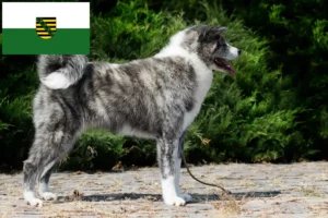 Read more about the article Criadores de Akita e cachorros em Saxónia