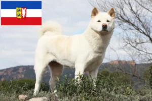 Read more about the article Criadores de Akita e cachorros em Schleswig-Holstein