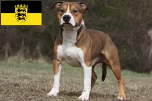 Read more about the article Criadores de American Staffordshire Terrier e cachorros em Baden-Württemberg