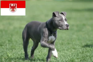 Read more about the article Criadores de American Staffordshire Terrier e cachorros em Brandenburg