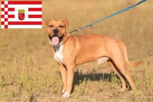 Read more about the article Criadores de American Staffordshire Terrier e cachorros em Bremen