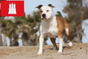 Read more about the article Criadores de American Staffordshire Terrier e cachorros em Hamburgo