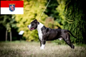 Read more about the article Criadores de American Staffordshire Terrier e cachorros em Hessen