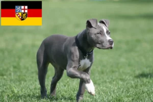 Read more about the article Criadores de American Staffordshire Terrier e cachorros em Saarland