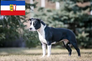 Read more about the article Criadores de American Staffordshire Terrier e cachorros em Schleswig-Holstein