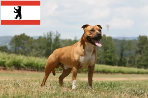 Read more about the article Criadores de American Staffordshire Terrier e cachorros em Berlim