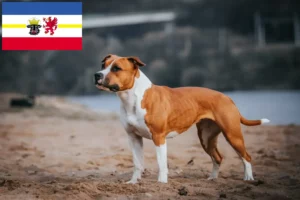 Read more about the article Criadores de American Staffordshire Terrier e cachorros em Mecklenburg-Vorpommern