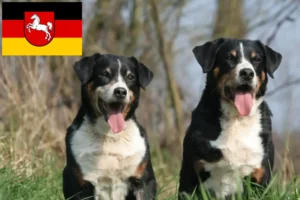 Read more about the article Appenzell Mountain Dog Breeder e cachorros na Baixa Saxónia