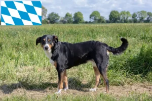 Read more about the article Appenzell Mountain Dog Breeder e cachorros na Baviera