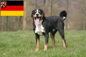 Read more about the article Appenzell Mountain Dog Breeder e cachorros em Rhineland-Palatinate