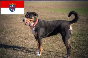 Read more about the article Appenzell Mountain Dog Breeder e cachorros em Hesse