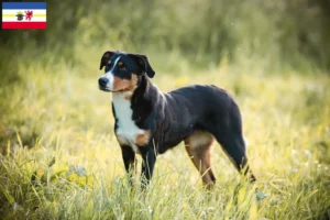 Read more about the article Appenzell Mountain Dog Breeder e cachorros em Mecklenburg-Vorpommern