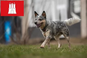 Read more about the article Criadores de Australian Cattle Dog e cachorros em Hamburgo