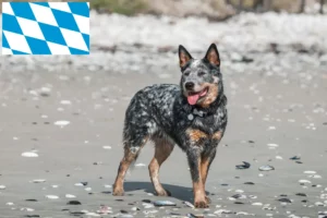 Read more about the article Criadores de Australian Cattle Dog e cachorros em Bavaria