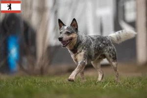 Read more about the article Criadores de Australian Cattle Dog e cachorros em Berlim