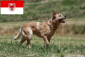 Read more about the article Criadores de Australian Cattle Dog e cachorros em Brandenburg