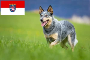 Read more about the article Criadores de Australian Cattle Dog e cachorros em Hessen