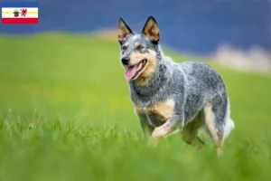 Read more about the article Criadores de Australian Cattle Dog e cachorros em Mecklenburg-Vorpommern