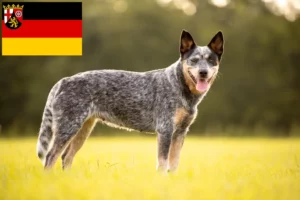 Read more about the article Criadores de Australian Cattle Dog e cachorros em Rhineland-Palatinate