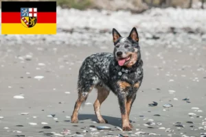 Read more about the article Criadores de Australian Cattle Dog e cachorros em Saarland