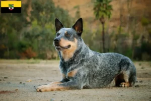 Read more about the article Criadores de Australian Cattle Dog e cachorros em Saxónia-Anhalt