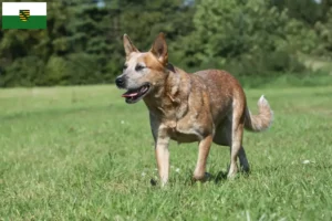 Read more about the article Criadores de Australian Cattle Dog e cachorros em Saxónia