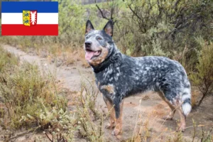 Read more about the article Criadores de Australian Cattle Dog e cachorros em Schleswig-Holstein