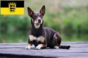 Read more about the article Criadores de Kelpie australiano e cachorros em Baden-Württemberg