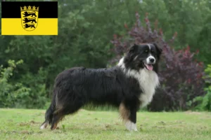 Read more about the article Criadores de Australian Shepherd e cachorros em Baden-Württemberg