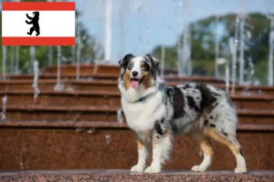 Read more about the article Criadores de Pastor Australiano e cachorros em Berlim