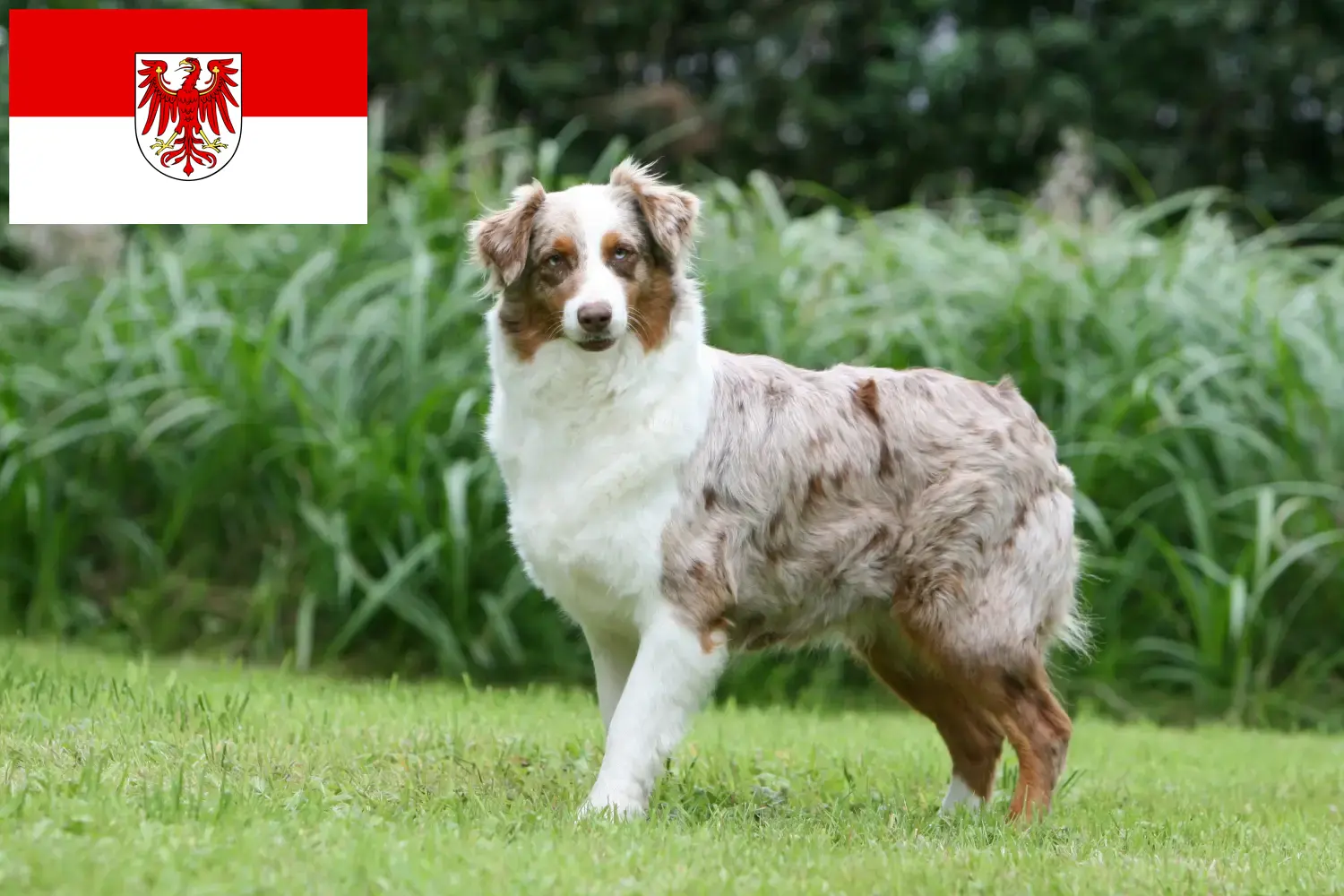 Read more about the article Criadores de Australian Shepherd e cachorros em Brandenburg