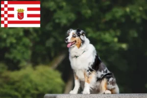 Read more about the article Australian Shepherd criadores e cachorros em Bremen