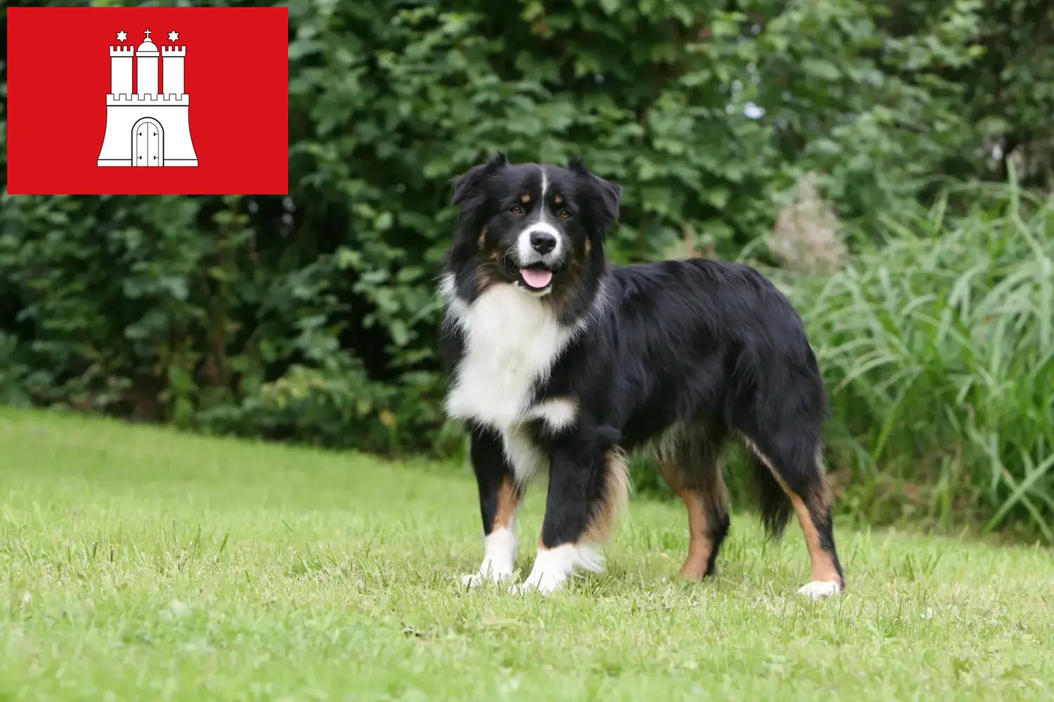 Read more about the article Criadores de Australian Shepherd e cachorros em Hamburgo