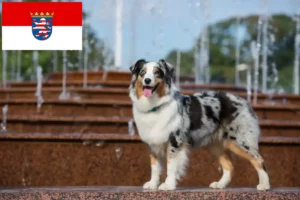 Read more about the article Criadores de Australian Shepherd e cachorros em Hessen