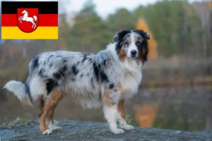 Read more about the article Criadores de Australian Shepherd e cachorros na Baixa Saxónia