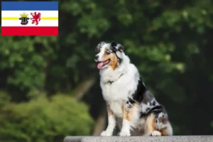 Read more about the article Criadores de Pastor Australiano e cachorros em Mecklenburg-Vorpommern