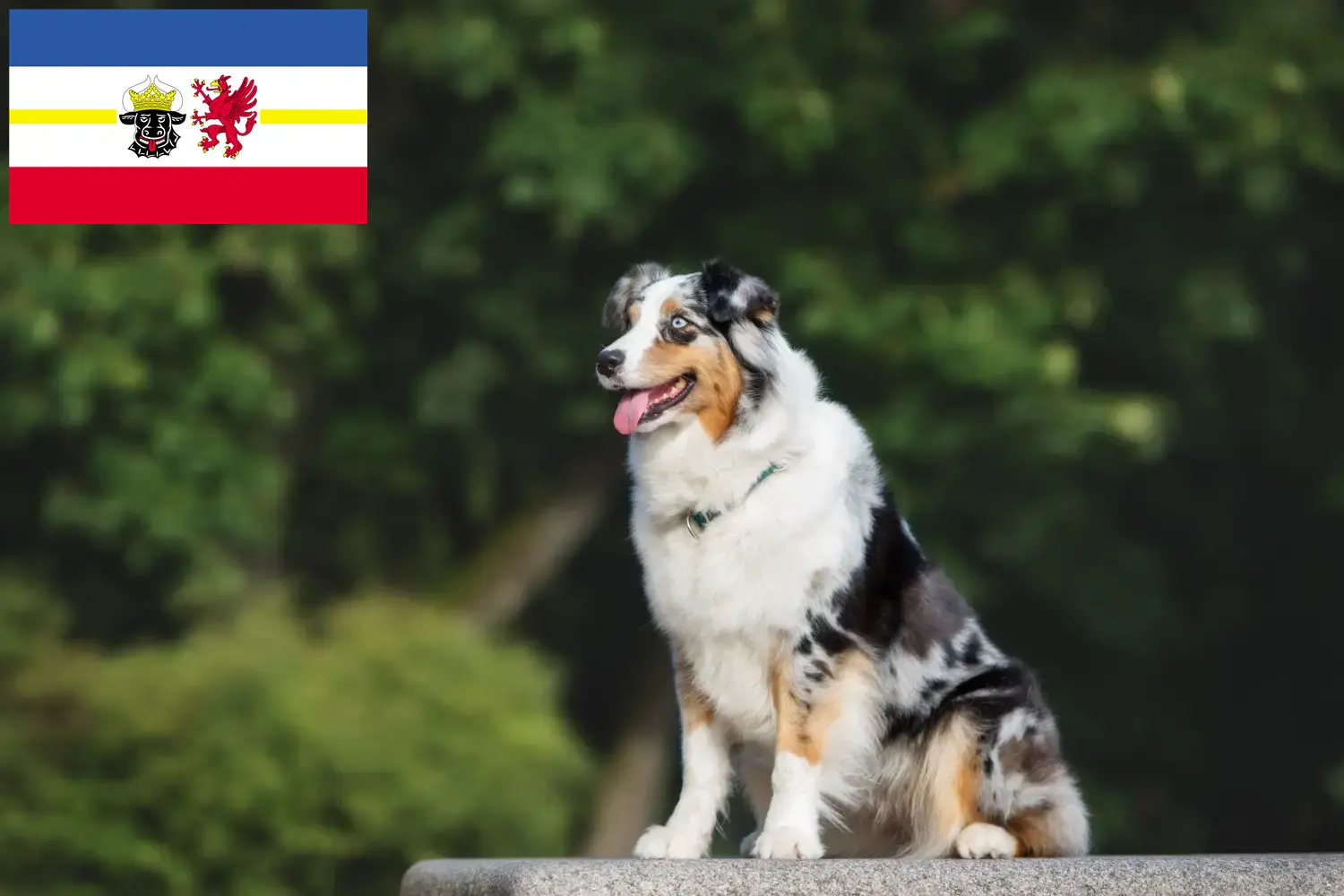 Read more about the article Criadores de Pastor Australiano e cachorros em Mecklenburg-Vorpommern