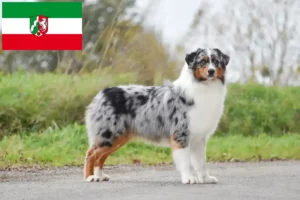 Read more about the article Criadores de Australian Shepherd e cachorros em Renânia do Norte-Vestefália