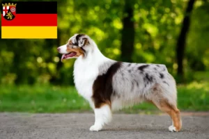 Read more about the article Criadores de Australian Shepherd e cachorros em Renânia-Palatinado