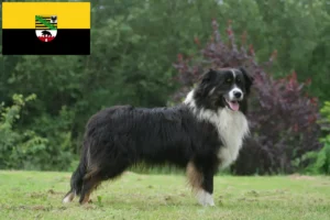 Read more about the article Criadores de Australian Shepherd e cachorros em Saxónia-Anhalt