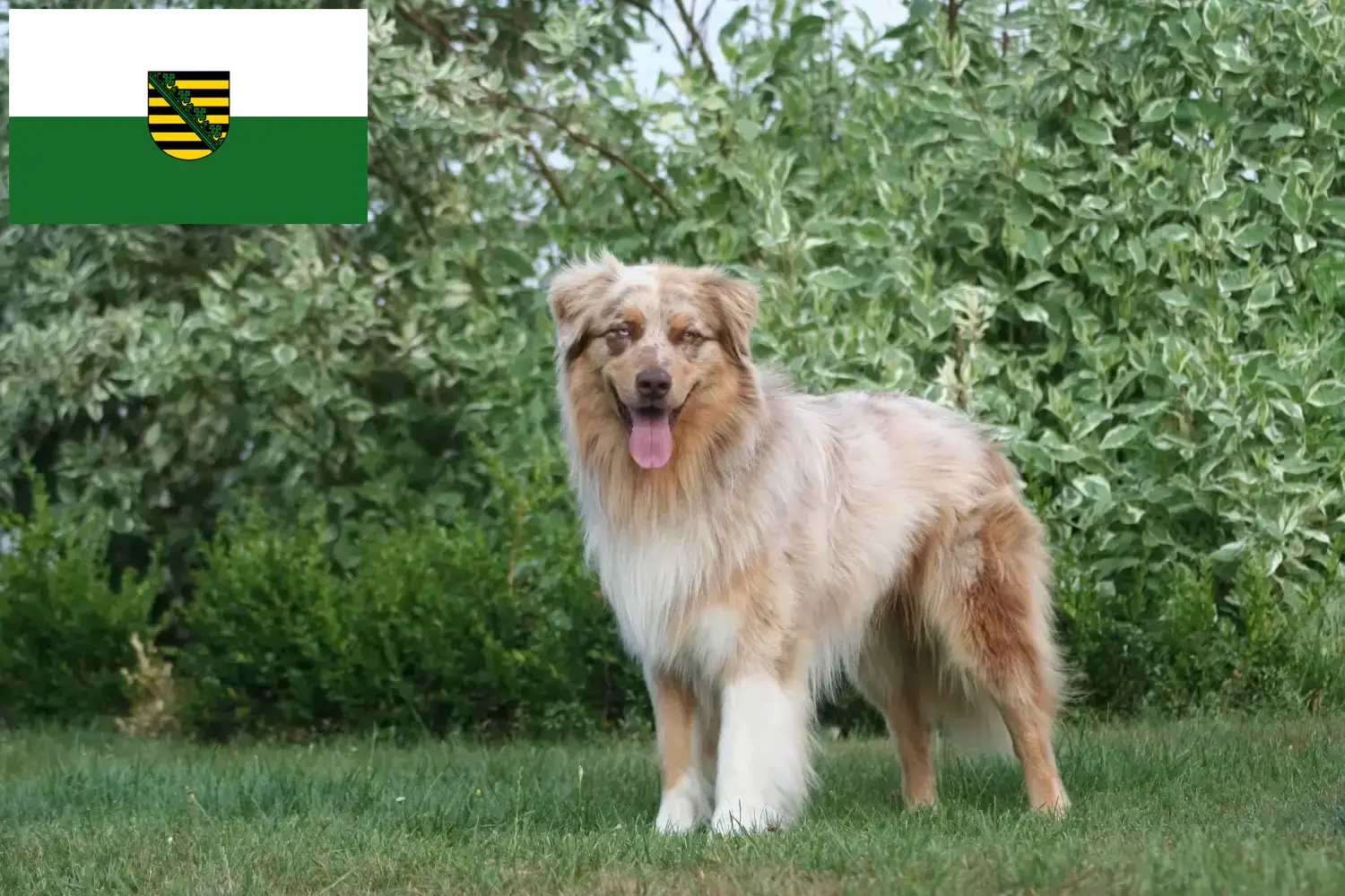 Read more about the article Criadores de Australian Shepherd e cachorros em Saxónia