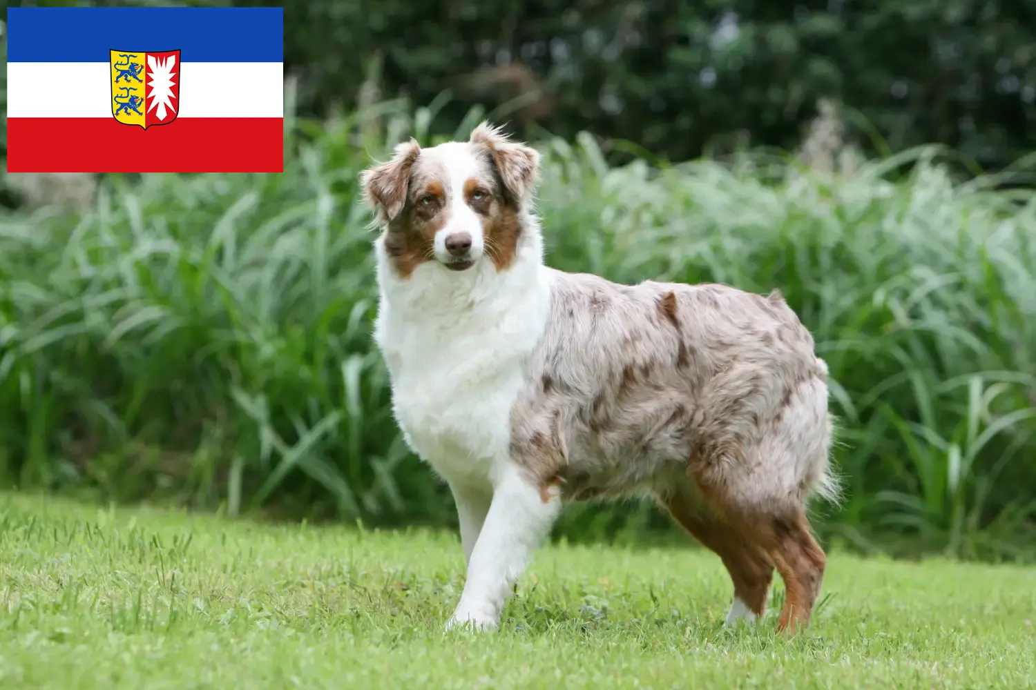 Read more about the article Criadores de Australian Shepherd e cachorros em Schleswig-Holstein