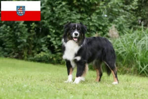 Read more about the article Criadores de Australian Shepherd e cachorros na Turíngia