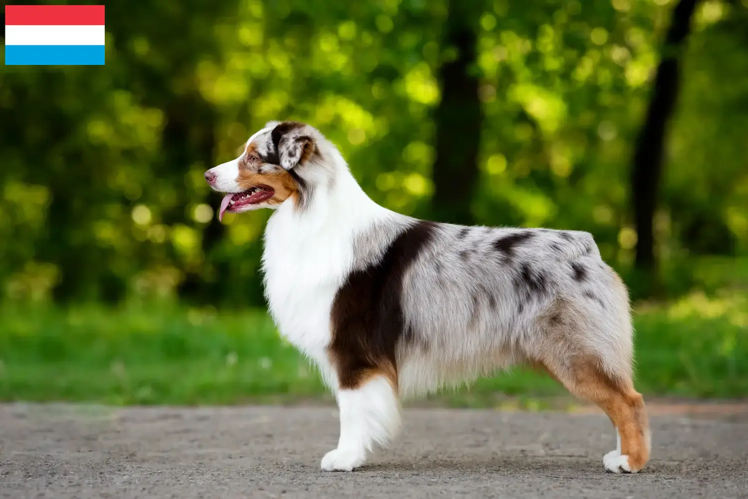 Read more about the article Australian Shepherd criadores e cachorros no Luxemburgo