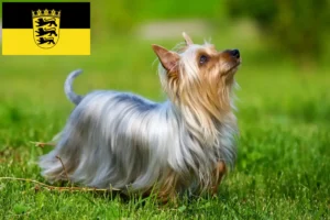 Read more about the article Criadores de Silky Terrier australiano e cachorros em Baden-Württemberg