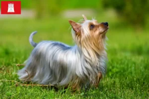 Read more about the article Criador de Silky Terrier australiano e cachorros em Hamburgo