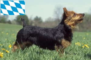 Read more about the article Criadores de Australian Terrier e cachorros em Bavaria