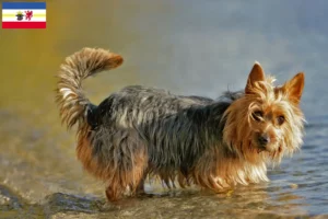 Read more about the article Criadores de Australian Terrier e cachorros em Mecklenburg-Vorpommern