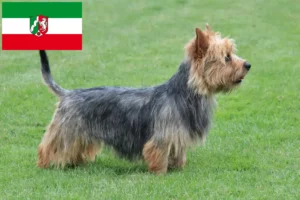 Read more about the article Criadores de Australian Terrier e cachorros em Renânia do Norte-Vestefália