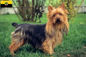 Read more about the article Criadores de Australian Terrier e cachorros em Saxónia-Anhalt